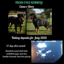 Rottweiler puppies from Irish Eyes Kennels