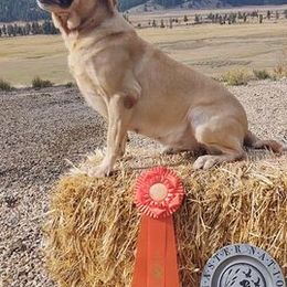 Labrador Retrievers from DeWayne Glazewski
