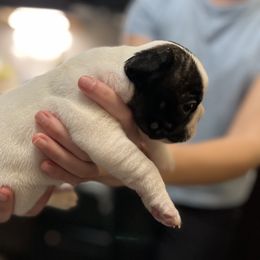 French Bulldog Puppies from Nicole's French Bulldogs