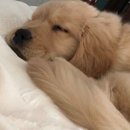 Golden Retriever Puppies from Broomfield Golden's