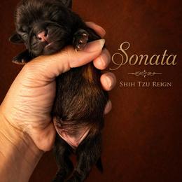 Sonata - Gold female Shih Tzu puppy in Kempner, Texas from Shih Tzu Reign