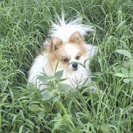 Pecas - Pomeranian
