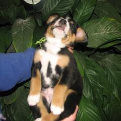 Entlebucher Mountain Dog Puppies from Bar TT Ranch Entlebuchers