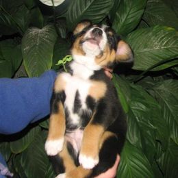 Entlebucher Mountain Dog Puppies from Bar TT Ranch Entlebuchers