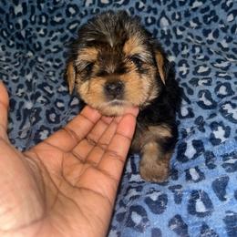 Pumbaa - Black and tan male Yorkipoo puppy in Gastonia, North Carolina from Banks Dynasty Kennel