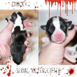 Chucky - Sable and white male American Corgi puppy in Greenwood, Indiana from Witch Creek Corgis