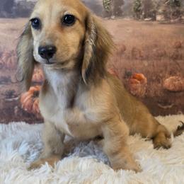 Lady bug - Cream female Dachshund puppy in Romney, Indiana from Brown's Valley Dachshunds
