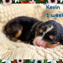 Kevin - Black and rust male Bernese Mountain Dog puppy in Purcell, Oklahoma from Swiss Berner Bears
