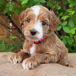 Fritter - Red Collar - Red  male Goldendoodle puppy in Kingwood, Texas from Kingwood Goldendoodles