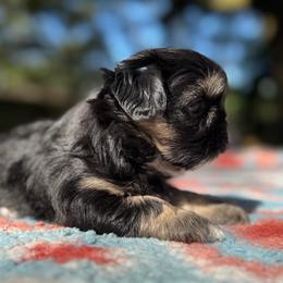 Female 2 - Chocolate and tan female Shih Tzu puppy in Mobile, Alabama from FluffyTail Shih Tzu