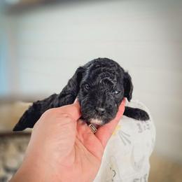 Fred - Black male Goldendoodle puppy in Cleveland, Tennessee from Edgewater Doodles & Designer Pups