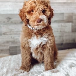 Sapphire - Apricot male Goldendoodle puppy in Redmond, Oregon from Bourbon and Lace Doodles