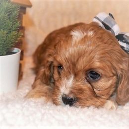 Cavapoo Puppies from Clearview Canines