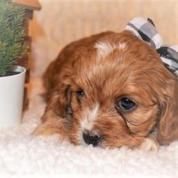 Cavapoo Puppies from Clearview Canines
