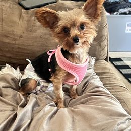 Yorkshire Terrier puppies from Oodles of Cuties!