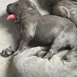 Cane Corso Puppies from A&B kennel