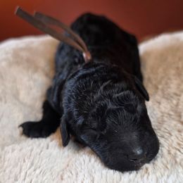 NOS - Black female Poodle puppy in Springfield, Oregon from Valaurah Farms