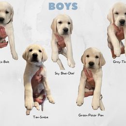 Labrador Retriever Puppies from Moca's Labradors