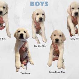Labrador Retriever Puppies from Moca's Labradors