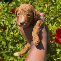 Lychee - Red  male Poodle puppy in Corona, California from Garden Of Poodles