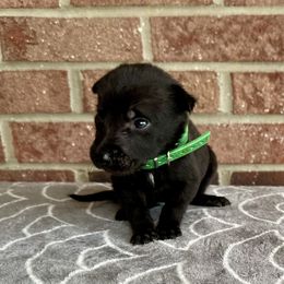 Lyre - Black brindle male Dutch Shepherd puppy in Fayetteville, North Carolina from Iron Sight K9s
