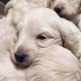Winter - Cream female Dachshund puppy in Cypress, Texas from Cypress Dachshunds