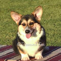 Gin - Pembroke Welsh Corgi