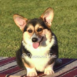 Gin - Pembroke Welsh Corgi