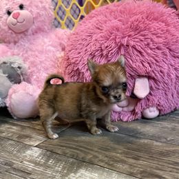 Celeste - Merle female Chihuahua puppy in Summerfield, Florida from Uey’s Chihuahuas