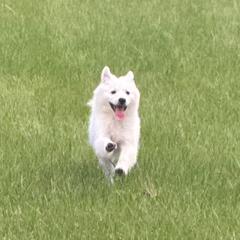 Ace - American Eskimo Dog