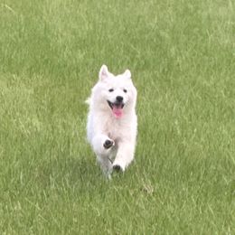 Ace - American Eskimo Dog
