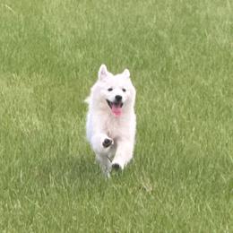 Ace - American Eskimo Dog