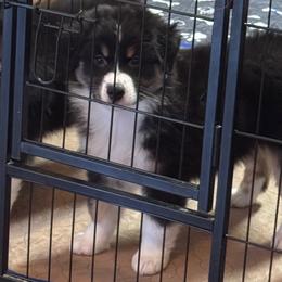 Black girl 1 - Black tri-color female Australian Shepherd puppy in Lancaster, California from Leyline Australian Shepherds