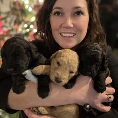 Double Doodle Puppies from Dog Paw Doodles