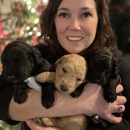 Double Doodle Puppies from Dog Paw Doodles