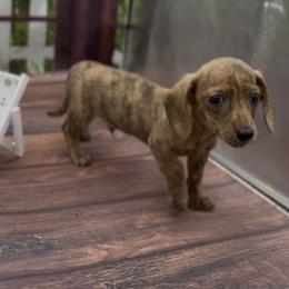 Cream Brindle Smooth Male - Cream male Dachshund puppy in Killeen, Texas from Southern Dachshunds
