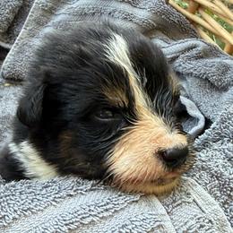 Colette - female Bernese Mountain Dog puppy in Four Oaks, North Carolina from RoseWest Farms