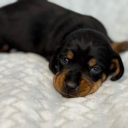 Gretel - Black and tan female Dachshund puppy in Queen Creek, Arizona from Jolly Rogers Dachshunds