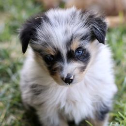 Australian Shepherd, Miniature American Shepherd, Miniature Australian Shepherd, and Toy Australian Shepherd Puppies from Painted Blue Aussies