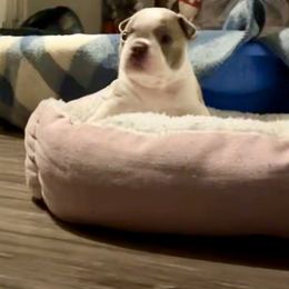 Boston Terrier Puppies from Designers Boston Terriers