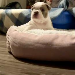 Boston Terrier Puppies from Designers Boston Terriers