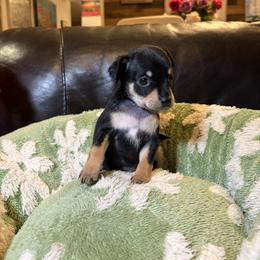 Leo - Black and tan male Russian Toy puppy in Citrus Heights, California from Domik of love