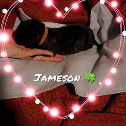 Boy 8 - Mastiff puppy in Walton, Nebraska from J & J Legacy Mastiffs