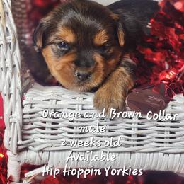 Yorkshire Terrier Puppies from Hip Hoppin Yorkies