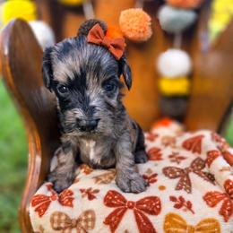 Macy- can Christmas hold - female Cavapoochon puppy in Bullard, Texas from Cavapoochon Central LLC