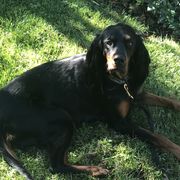 Maggie  - Gordon Setter