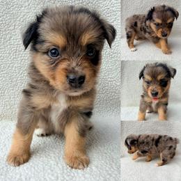 Blue Merle female - Blue merle female Toy Australian Shepherd puppy in Brooker, Florida from Honey, I Shrunk the Aussies