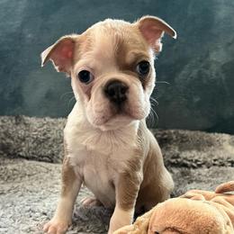 Spice - Lilac female Boston Terrier puppy in Red Bluff, California from SunnyValley Bostons