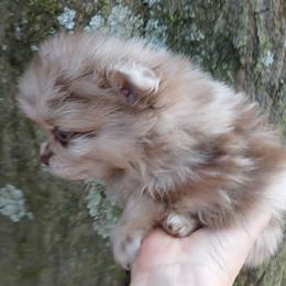 Cherokee pup 1 - Chocolate merle male Pomeranian puppy in Carrollton, Georgia from B AND R'S POMERANIAN'S
