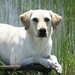 Sarah - Labrador Retriever